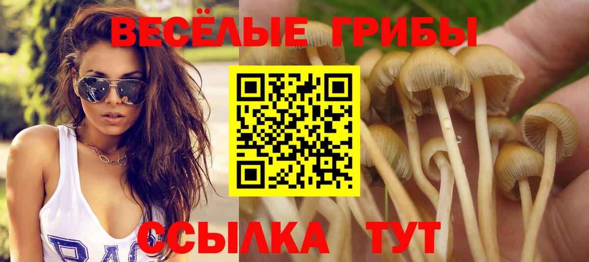 Галлюциногенные грибы Magic Shrooms  Вход с VPN  цена   Галлюциногенные грибы Psilocybine cubensis  Черногорск 